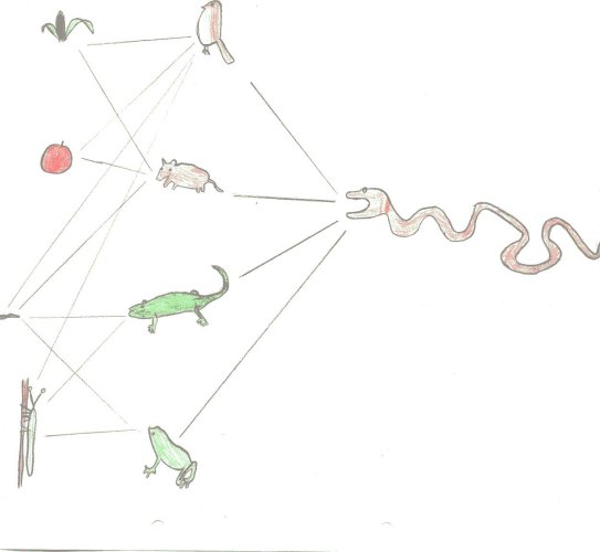 cha�ne alimentaire