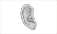 oreille02.jpg